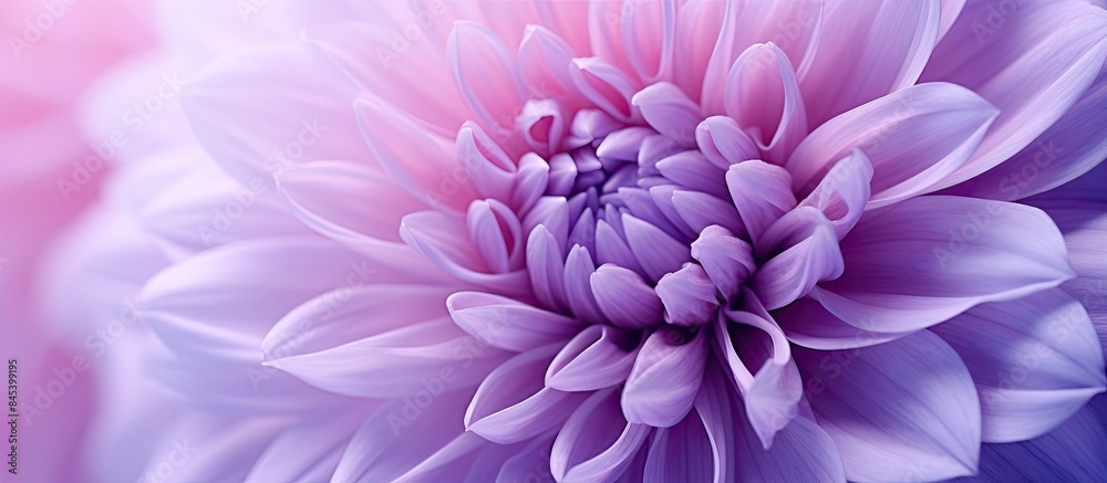Flower macro Chrysanthemum close up beautiful blossom purple. Creative banner. Copyspace image Flower macro Chrysanthemum close up beautiful blossom purple. Creative banner. Copyspace image