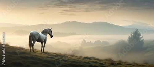 Grey horse on a hill with the evening mist setting in the distance. Creative banner. Copyspace image