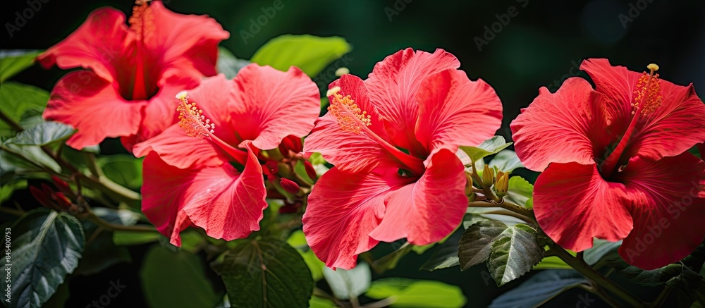 Red hibiscus flower blooms summer spring. Creative banner. Copyspace image Red hibiscus flower blooms summer spring. Creative banner. Copyspace image