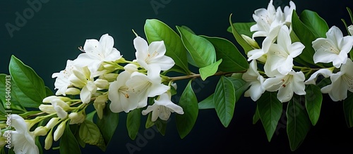Zingiber mioga. Creative banner. Copyspace image photo