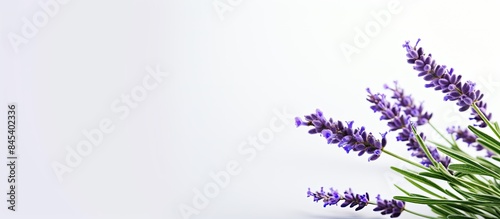 Blooming lavender plant on a white background. Creative banner. Copyspace image