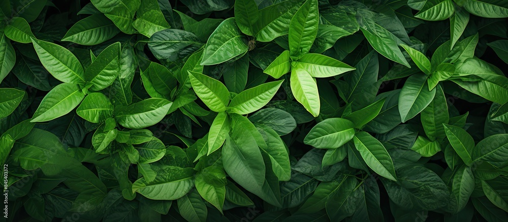 Green leaves as background. Creative banner. Copyspace image Green leaves as background. Creative banner. Copyspace image