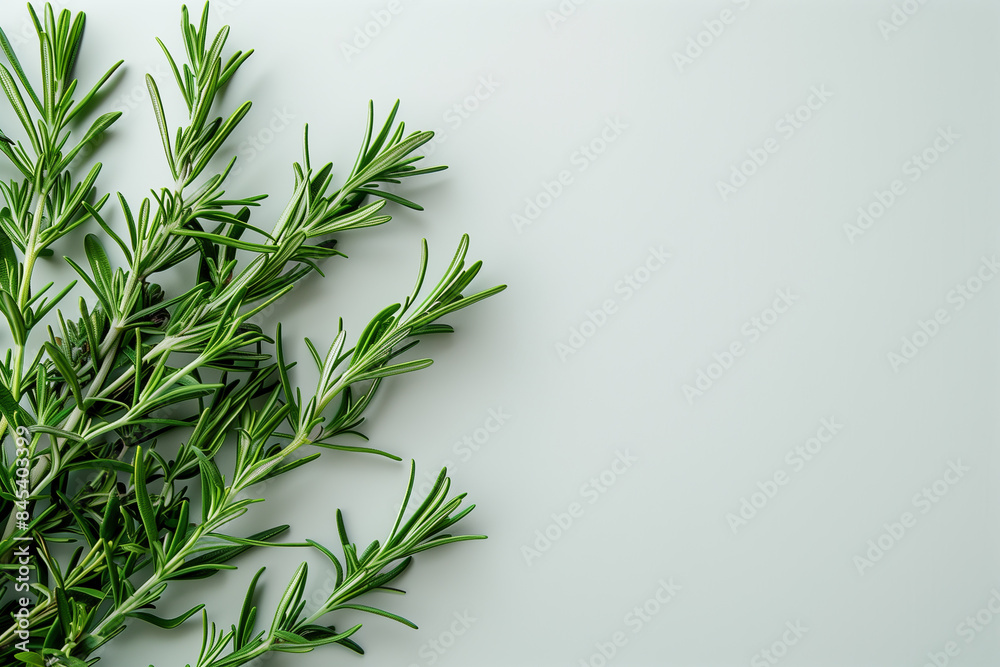 Rosemary branches on a white background. Frame of spicy rosemary. Blank space for text Rosemary branches on a white background. Frame of spicy rosemary. Blank space for text