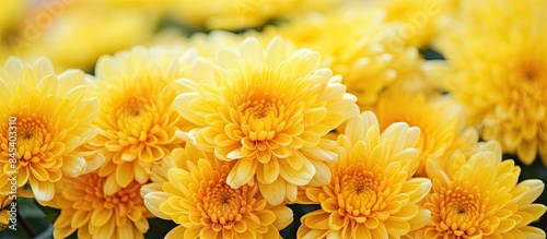 Yellow chrysanthemum flowers Flower close up Floral flowers background. Creative banner. Copyspace image