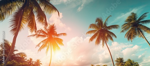 many beautiful high Palm trees grow near aleya palms tropical island and beautiful trees grow to the sky Asia tropical. Creative banner. Copyspace image