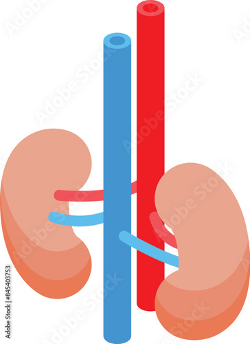 Illustration depicting the human kidneys, with arteries and veins connecting to each other, representing blood filtration and urine production