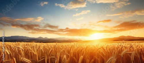 A general view of wheat field at the sunset. Creative banner. Copyspace image