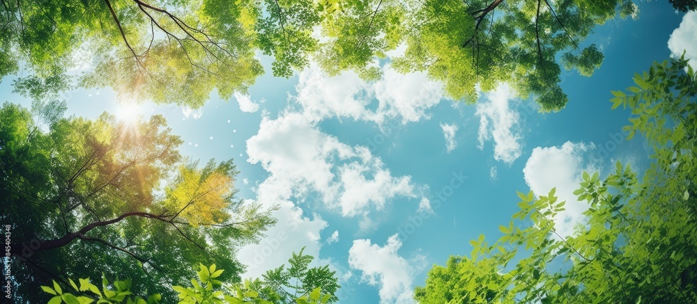 the trees in the garden are so beautiful to look up at the sky. Creative banner. Copyspace image the trees in the garden are so beautiful to look up at the sky. Creative banner. Copyspace image