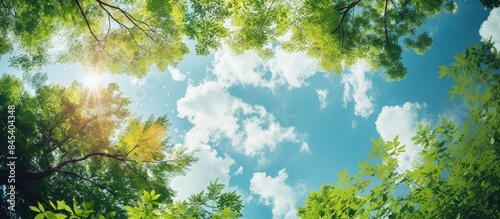 the trees in the garden are so beautiful to look up at the sky. Creative banner. Copyspace image