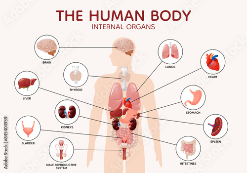 Human body anatomy internal organs and parts diagram poster