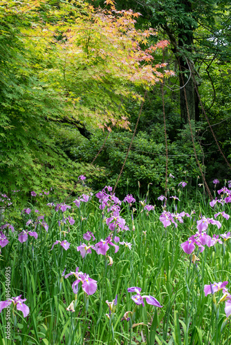 鎌倉246　光則寺1　花菖蒲 photo