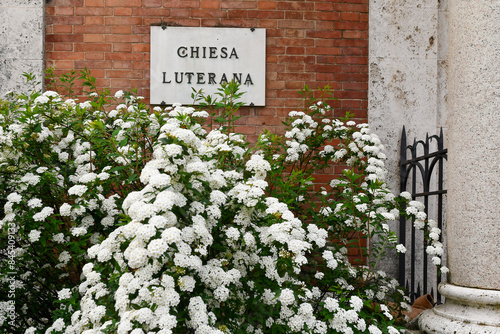 Sign of the Evangelical Lutheran Church, built in 1901on the Lungarno Torrigiani riverside, with a flowering hawthorn (Crataegus monogyna), Florence, Tuscany, Italy photo