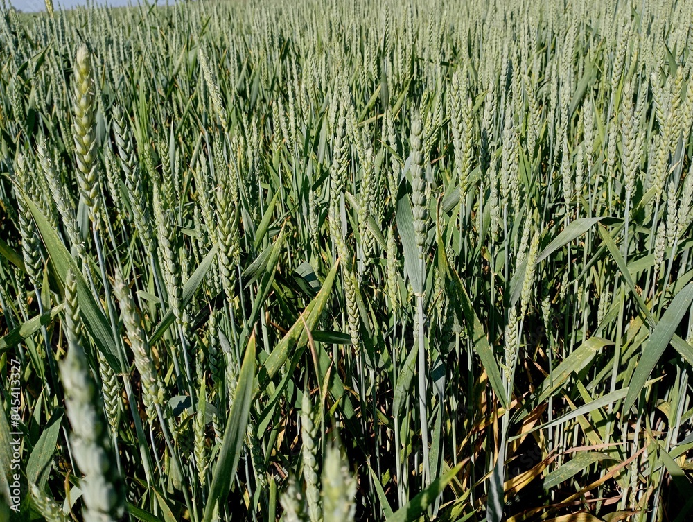 Obraz premium Texture of green wheat on the field. Green ears of wheat on the field in summer ripen under the sun. Agricultural topics of grain and wheat cultivation. Ukrainian wheat.