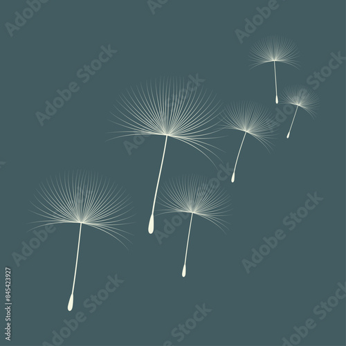 Obraz na płótnie Vector illustration of dandelion time. Beautiful realistic Dandelion seeds blowing in the wind. The wind inflates a dandelion isolated in an editable evening background. w salonie