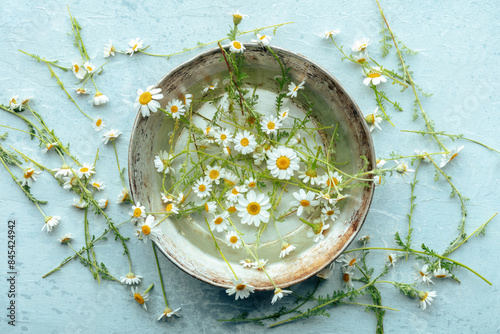 Fotografi Fresh chamomile flowers gathered for a medicinal tea, overhead flat lay shot in a bowl on a blue background