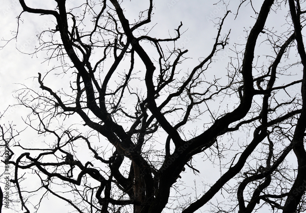 Landscape, Oak Branches Dark Silhouettes Against the Background of a Gray Winter Sky Landscape, Oak Branches Dark Silhouettes Against the Background of a Gray Winter Sky