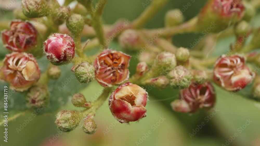 Fire thorn Pyracantha flowers in extreme macro close up stock footage Fire thorn Pyracantha flowers in extreme macro close up stock footage