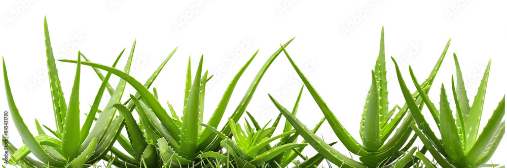 Fresh Aloe Vera Plant Isolated on Transparent Background, Ideal for Skincare Products and Medicinal Uses Fresh Aloe Vera Plant Isolated on Transparent Background, Ideal for Skincare Products and Medicinal Uses