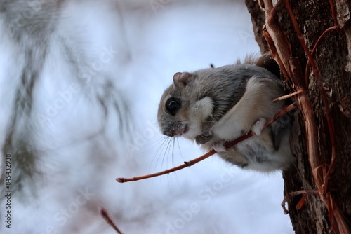 waiting, Japanese Dwarf Flying Squirrel on twig, Hokkaido in Japan