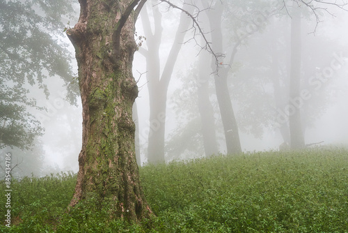 Amazing Carpathian forest in fog, Slovakia