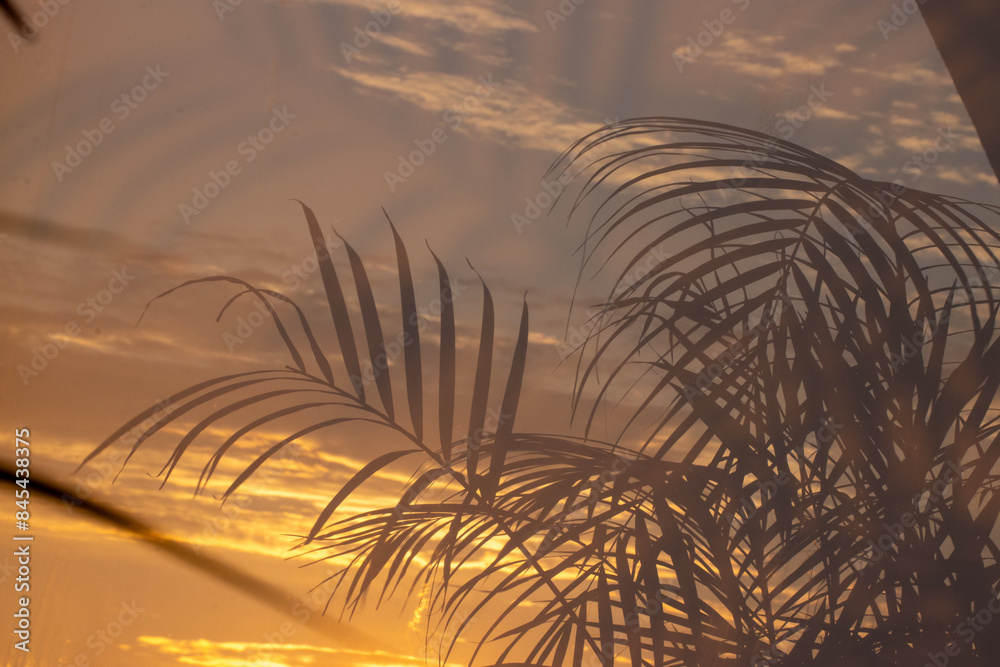 Obraz premium Palm leaves, sun and sky reflected in the milky glass.