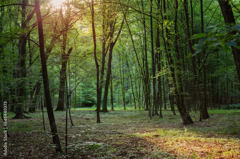 Fototapeta premium summer landscape with sunny forest