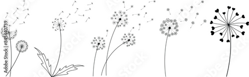 Dandelion Wild Flower Outline Drawing Coloring Page for Kids and Adults