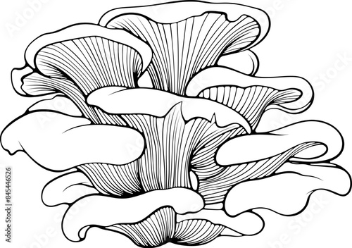 Oyster mushrooms bunch. Forest wood edible mushroom. Vector illustration in hand drawn sketch doodle style. Line art graphic healthy vegetarian food isolated on white. Design for coloring book