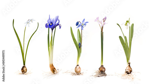 Ansicht bunter Blumen mit Zwiebel