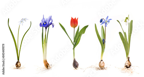 Ansicht bunter Frühlingsblumen mit Zwiebel