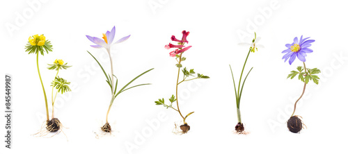 Ansicht bunter Blumen in gelb, blau, rot, weiss