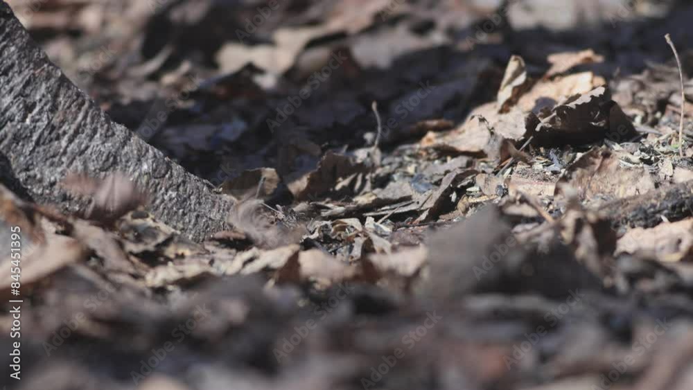 Junco Ardoisé dans la forêt. Junco Ardoisé à la recherche de graines sur le sol sous les feuilles	
