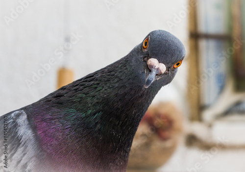 Portrait with funny pigeon. The pigeon looked curiously at the camera