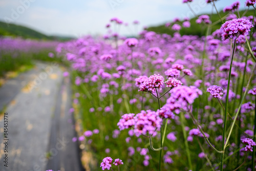 Early summer scenery in June with verbena flowers in bloom