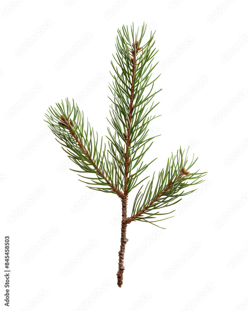 Close-up of a green pine branch, focusing on the needles and texture. Perfect for nature, botanical, and Christmas-themed projects. Close-up of a green pine branch, focusing on the needles and texture. Perfect for nature, botanical, and Christmas-themed projects.