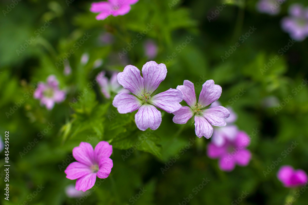 Purple Hardy Geranium wallichianum, or cranesbill Purple Hardy Geranium wallichianum, or cranesbill
