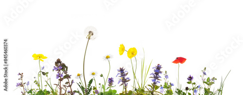 bunte Blumenwiese isoliert auf weiss