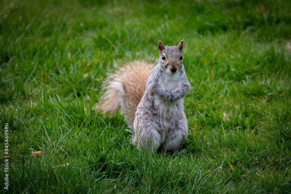 Grey Squirrel Grey Squirrel