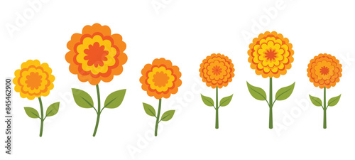 Marigold Vector Illustration Collection