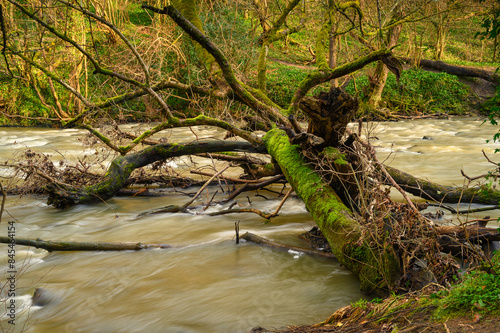 Fallen Tree into the River Blyth, at Humford Woods in Bedlington Country Park, Northumberland which is popular with walkers and sits on the banks of the River Blyth