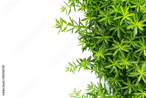 Green Plant Leaves Against a White Background