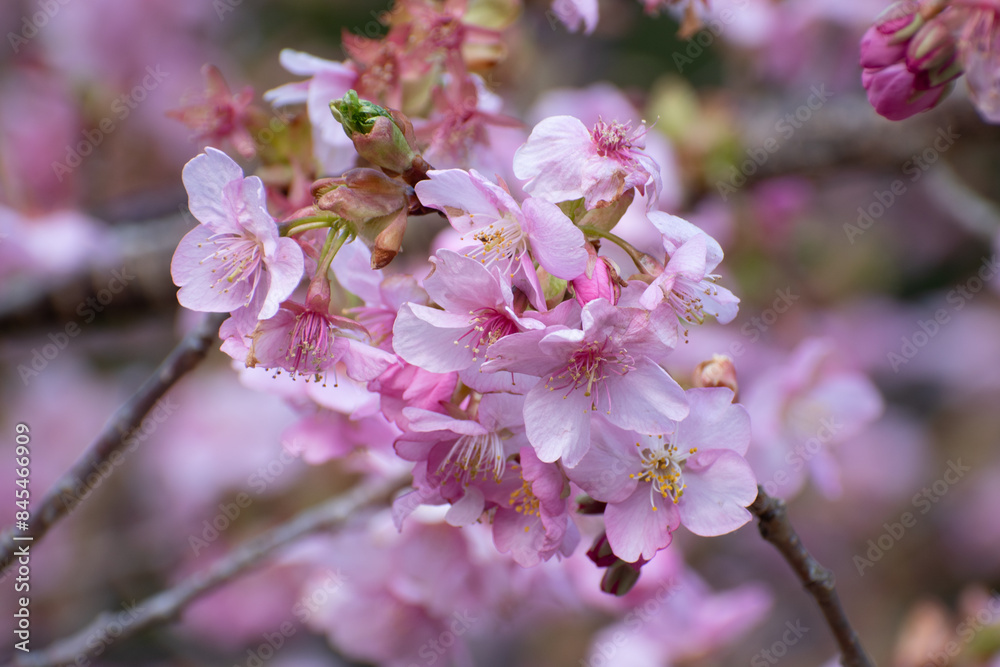 pink sakura blossom 