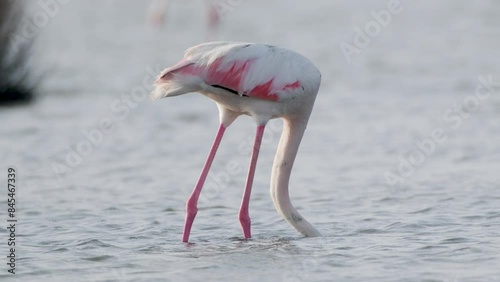 Flamingo feeding under water. Greater flamingo feeding in salty water. photo