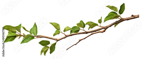 Wallpaper Mural PNG Freshness branch nature growth. Torontodigital.ca