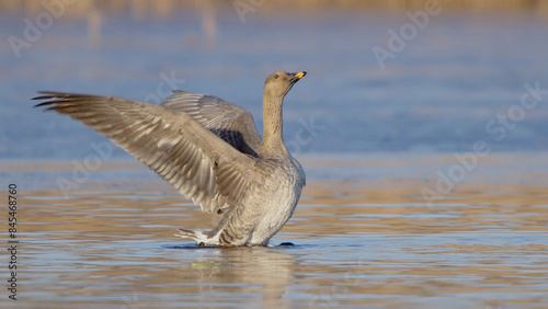 Bean goose bird in water, Anser fabalis or Anser serrirostris photo
