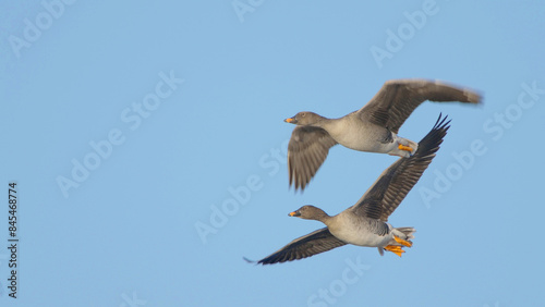 Bean goose birds in flight, bird flying in blue sky photo