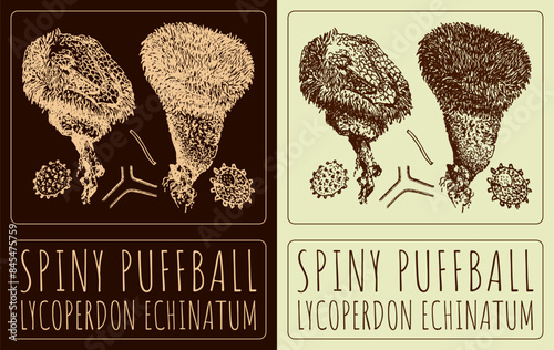 Vector drawing SPINY PUFFBALL. Hand drawn illustration. The Latin name is LYCOPERDON ECHINATUM