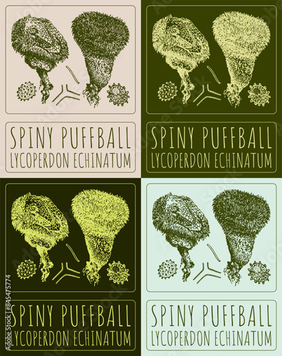 Set of vector drawing SPINY PUFFBALL in various colors. Hand drawn illustration. The Latin name is LYCOPERDON ECHINATUM