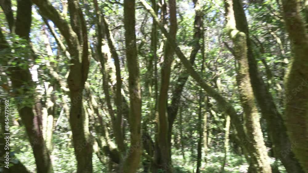 Ancient laurel forest in Gomera island in 4k slow motion 60fps Ancient laurel forest in Gomera island in 4k slow motion 60fps