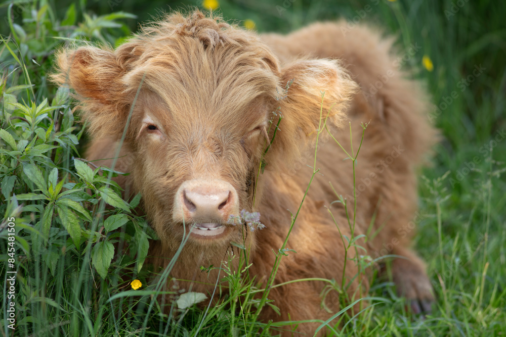 Scottish highlander cute young baby cow Scottish highlander cute young baby cow